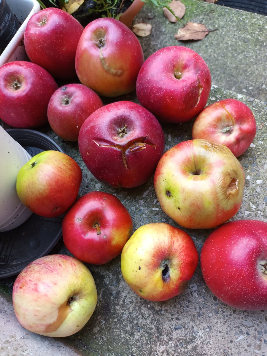 kristallnaach's tweet photo. Erstmal grob sortieren...zu viele
🍏#Falläpfel 🍎 #Fallapfel 🍏
wurden #Apfelmus &amp; #Apfelsaft

🍎#Äpfel🍏#Streuobstwiese🍎 
Viel bleibt ja nicht davon übrig...
🍁🍃#Apfel 🍂#Gärtchen22🍃🍁 https://t.co/1yoJU56r1y
