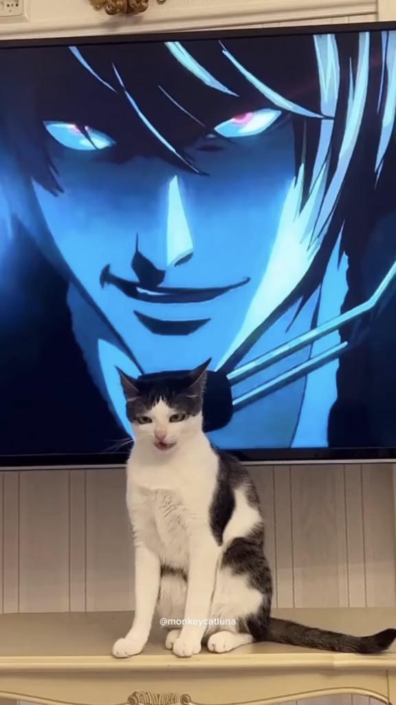 DontShowYourCat's tweet photo. main character moment https://t.co/dDe2eGTZf4