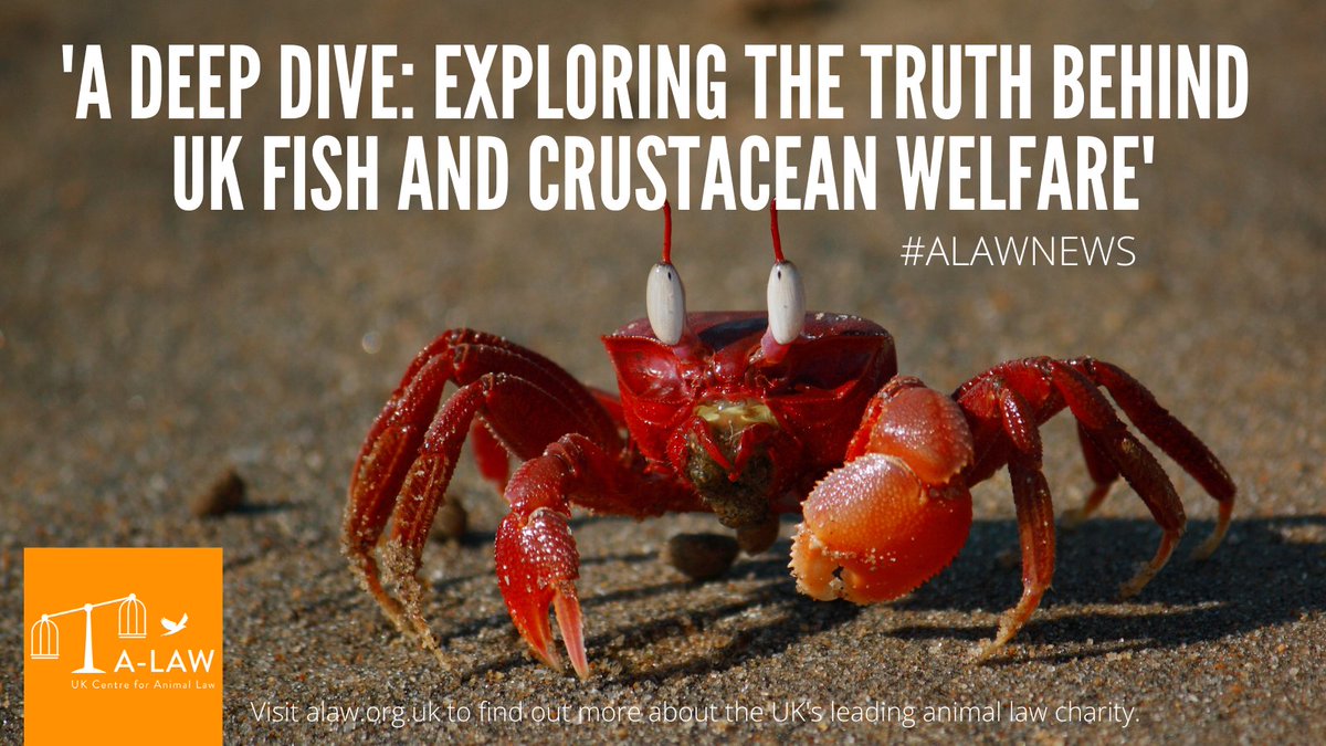 Our <a href="/UoEALaw/">University of Edinburgh A-Law Student Chapter</a> Ambassadors,@MaryJHLegge and Nadia, hosted an expert panel on fish and crustacean welfare including:<a href="/CulumBrown/">Culum Brown 🇺🇦</a>, <a href="/birchlse/">Jonathan Birch</a>,<a href="/PaulaSparksLaw/">Paula Sparks 🇺🇦</a>, Amro Hussain, and Claire Howard. Read their event blog on our news site: buff.ly/3ghA17T
Watch:buff.ly/3eCAz8e