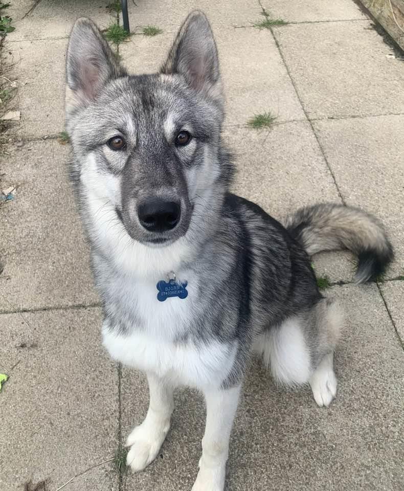 Please retweet to help Zeus find a home #LANCASHIRE #UK Friendly Husky aged 8 months, he can live with children aged 12+ and possibly with another female dog🐶✅ DETAILS or APPLY👇 bleakholt.org/lancashire-ani…… #dogs #pets #animals