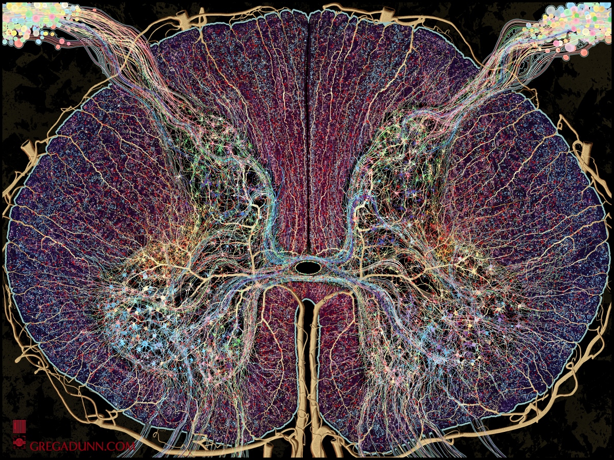 GDunnArt's tweet photo. At last, the new piece Spinal Cord! This is the fine art print (https://t.co/s2rFmI0Hh5), microetchings to come!

#spine #spinalcord #osteopath #surgeon #backbone #orthopedist #physicaltherapy #chiro #chiropractor #brain #neuron #neuroscience #sciart #doctor #science #art https://t.co/t6930jvxOu