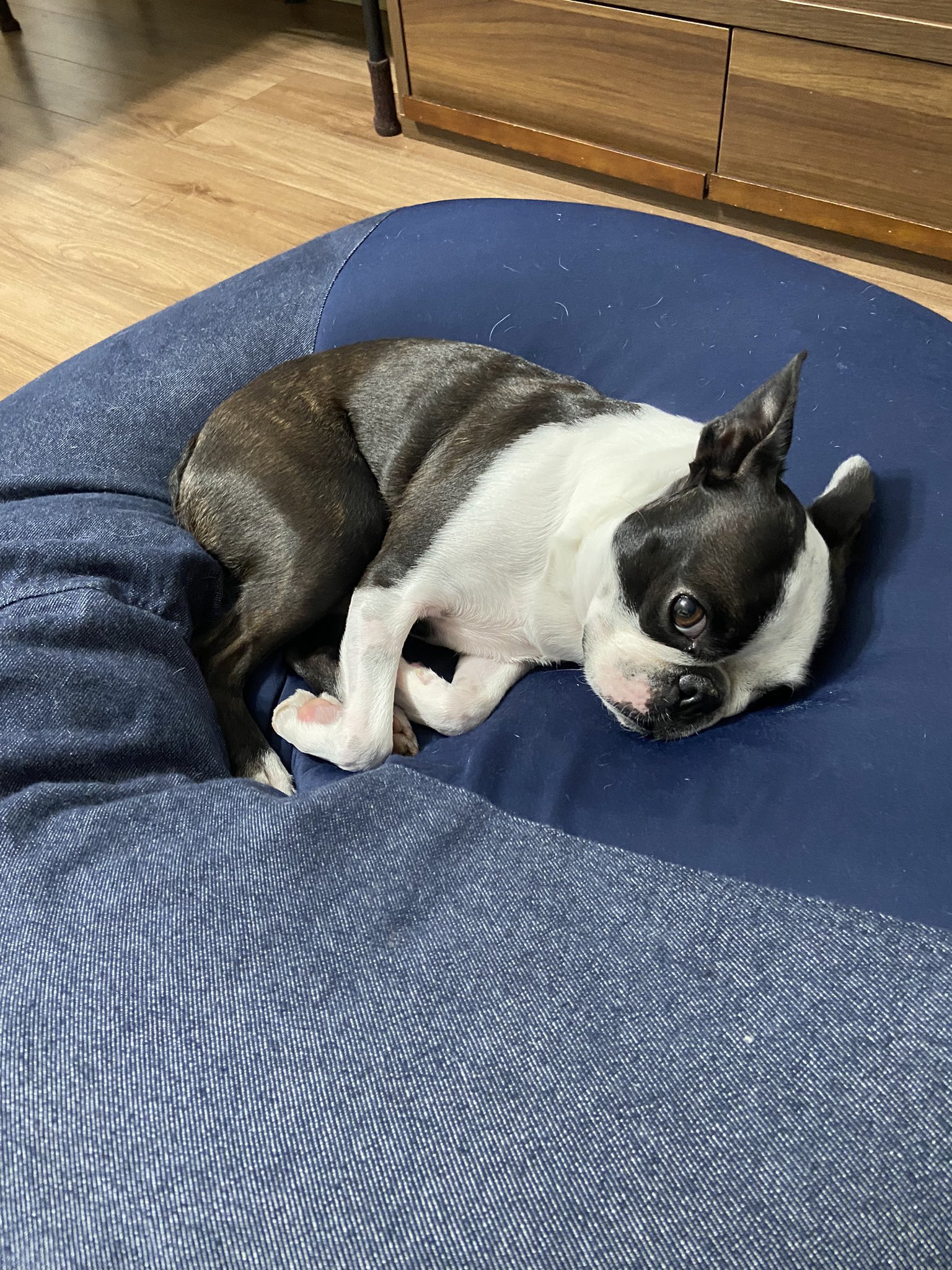 Iggy イギー ボストンテリア Iggy The Dog Twitter