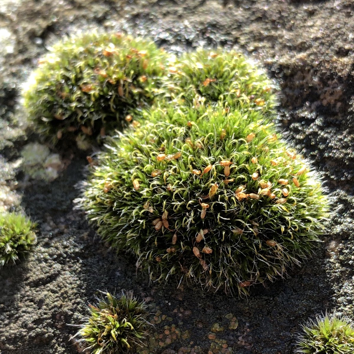 AnkeSchneiker's tweet photo. Herbstliche Gartengrüße an Euch alle, besonders an @ReskiLab .
#MoosTwitter #MossTwitter https://t.co/jrz8PHXc8k