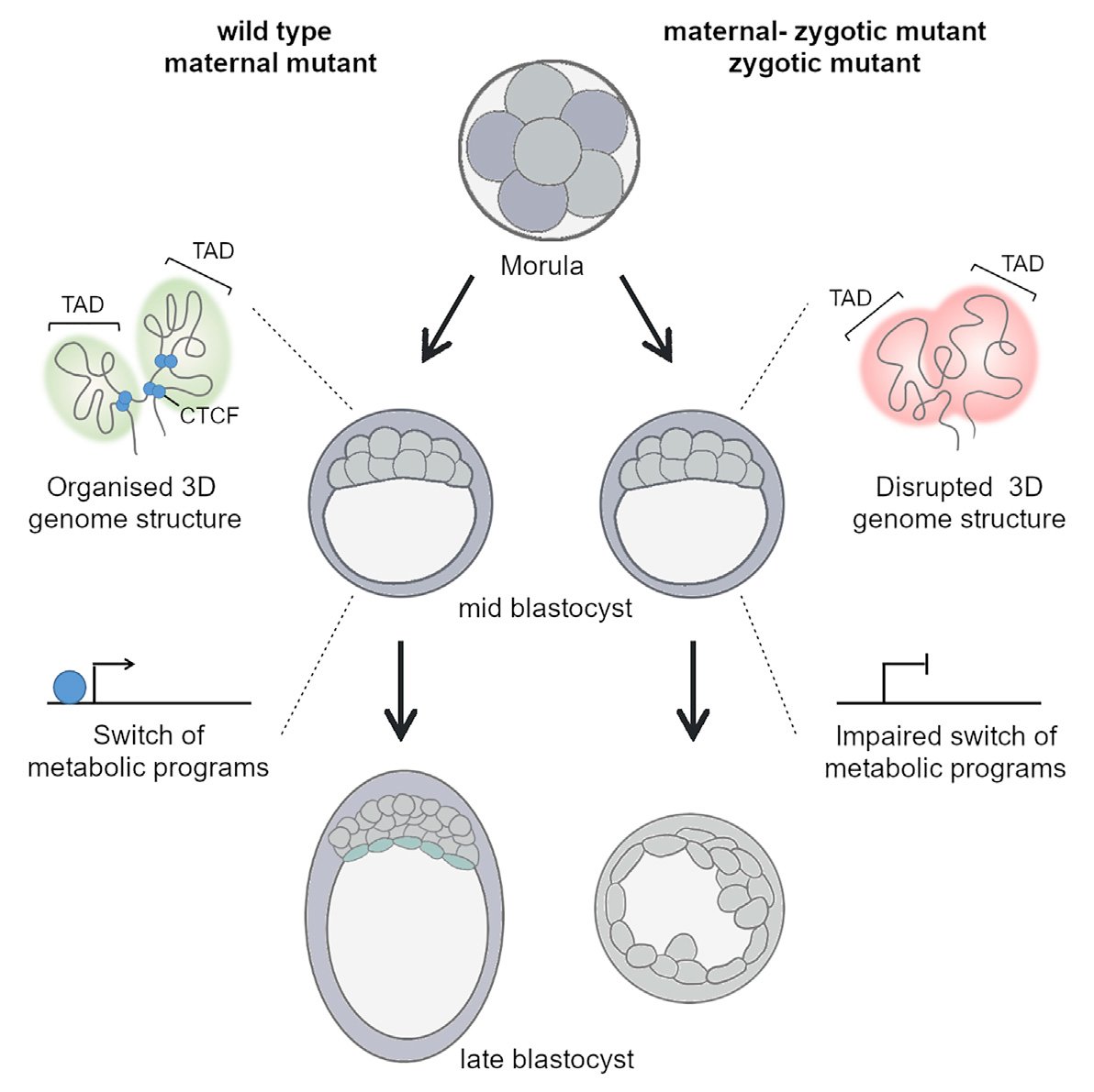 New paper from @MigManzanares lab @CBMSO_CSIC_UAM out today in @CellReports! Together with Ana Losada’s lab @ChromDyn @CNIOStopCancer and led by @MajoAndreu, we studied CTCF in early mouse development (cell.com/cell-reports/f…) 1/n