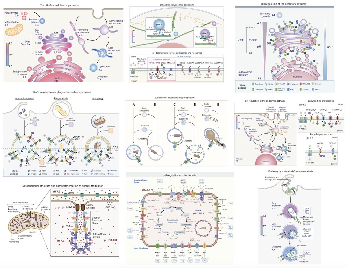 John, Sergio and I are delighted to share a review that was years in the making. Determinants, maintenance, and function of organellar pH. It has something for everyone! journals.physiology.org/doi/abs/10.115…