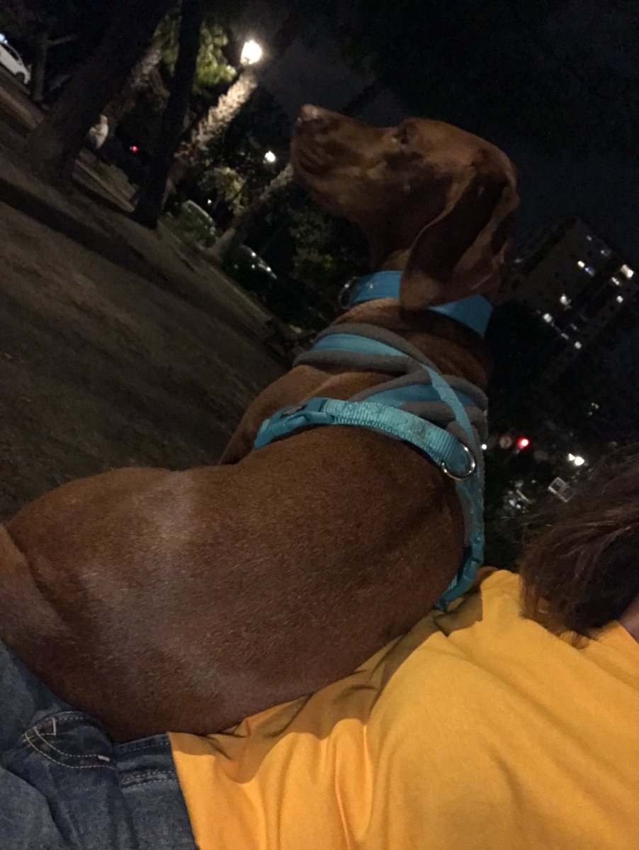 cecinoce's tweet photo. Bajamos a la plaza para que #nina juegue y libere energía y Nina hace esto. #pegote https://t.co/ZLIa8PFIkh