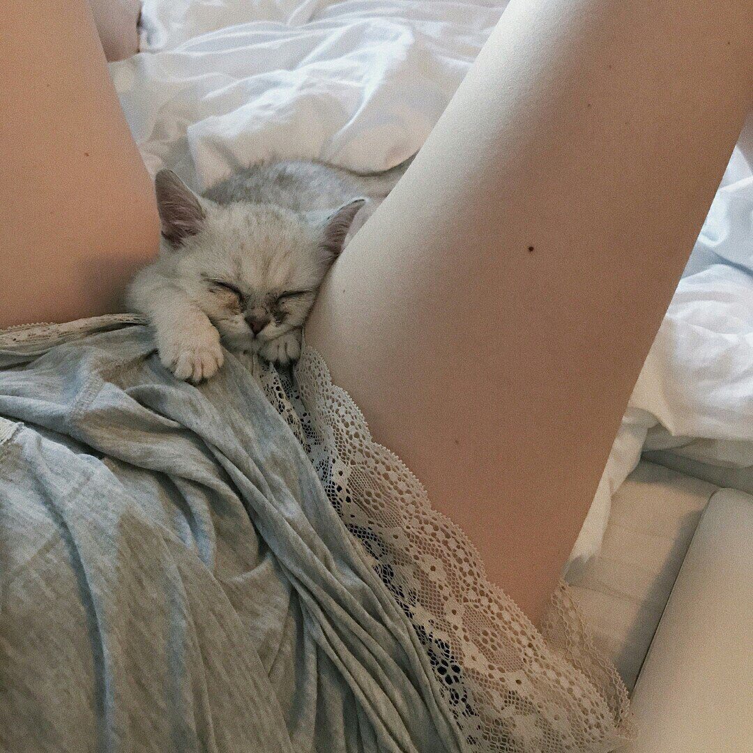 Киска под одеялом