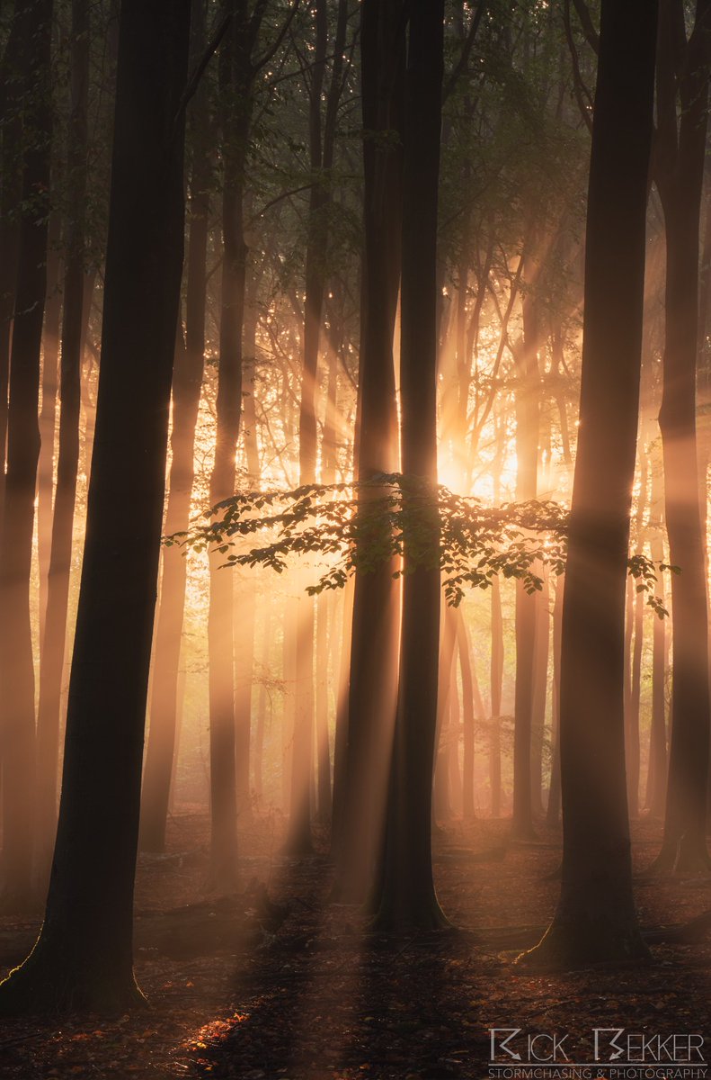 Een explosie van kleur en licht vanochtend in het bos. Een magisch moment en dat mocht ik in mijn eentje meemaken 🙏