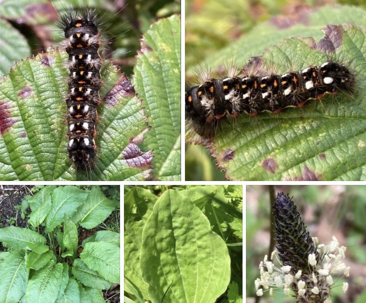 Knot Grass moth, Acronicta rumicis. Frequent food plants inc. Broad-leaved Dock & plantains. Also assocd with Bilberry fruit, Agrimony, Bramble, Heather, Knotgrass, Water Mint, Common Sorrel, Burnet Rose, Purple-loosestrife, Wild Strawberry and thistles