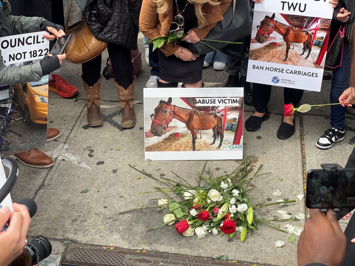 BobHoldenNYC's tweet photo. Ryder's collapse on a hot August day became international news, and the calls for stopping animal abuse were loud and clear.

Today, countless New Yorkers held a vigil for Ryder. We remembered what this poor horse endured and his miserable life pulling carriages.

Pass Intro 573! https://t.co/iaJOuTdhuY
