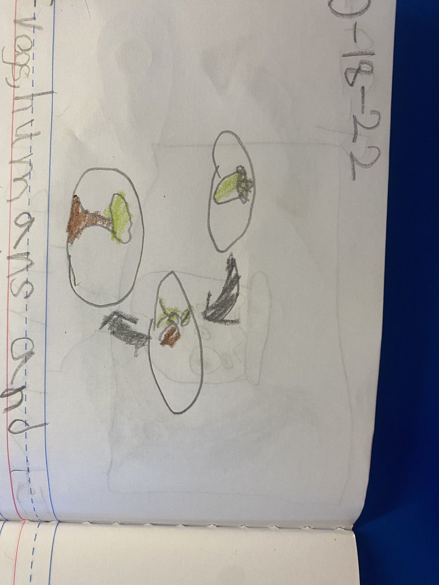 Miss_Larson_'s tweet photo. Lots of awesome diagrams of different life cycles happening in first grade today! These are just a few of my favorites. https://t.co/yX90VYXTOe