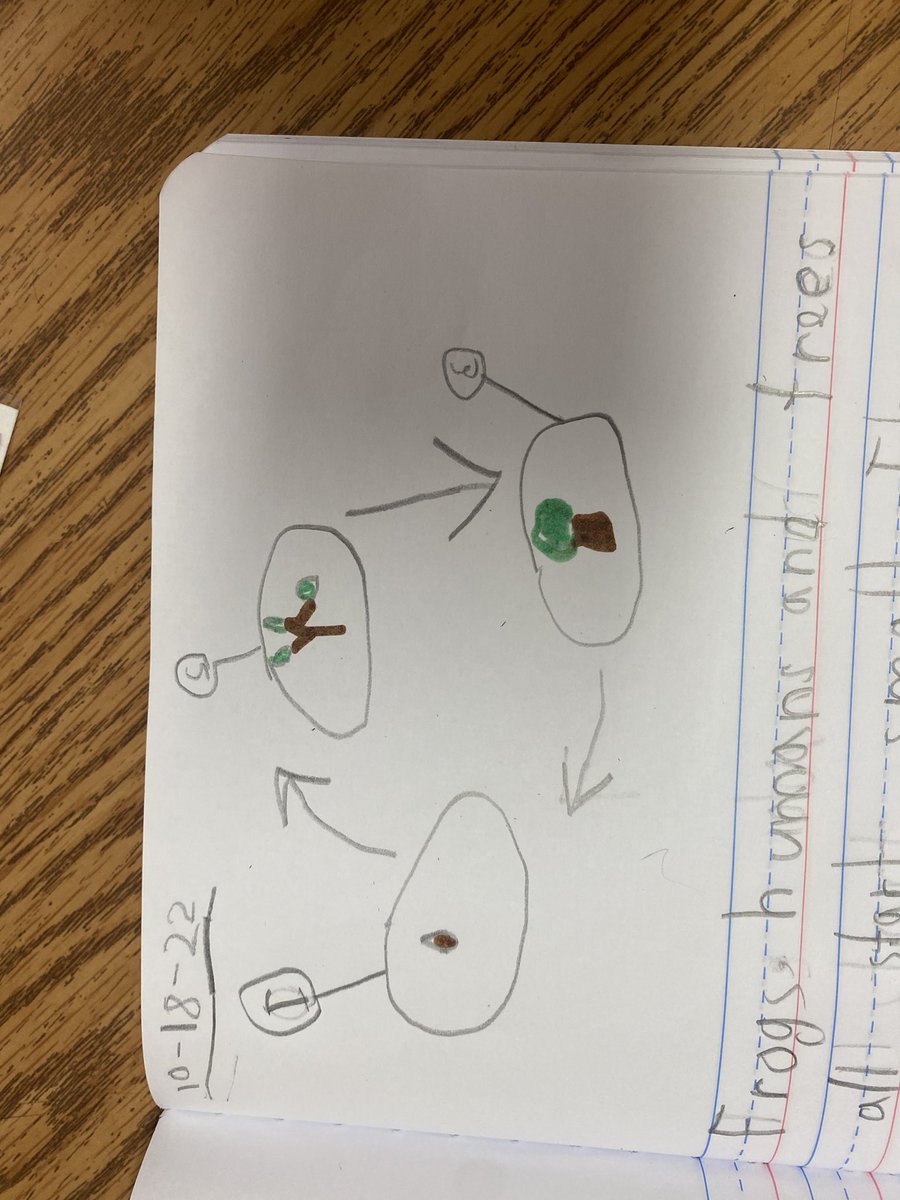 Miss_Larson_'s tweet photo. Lots of awesome diagrams of different life cycles happening in first grade today! These are just a few of my favorites. https://t.co/yX90VYXTOe