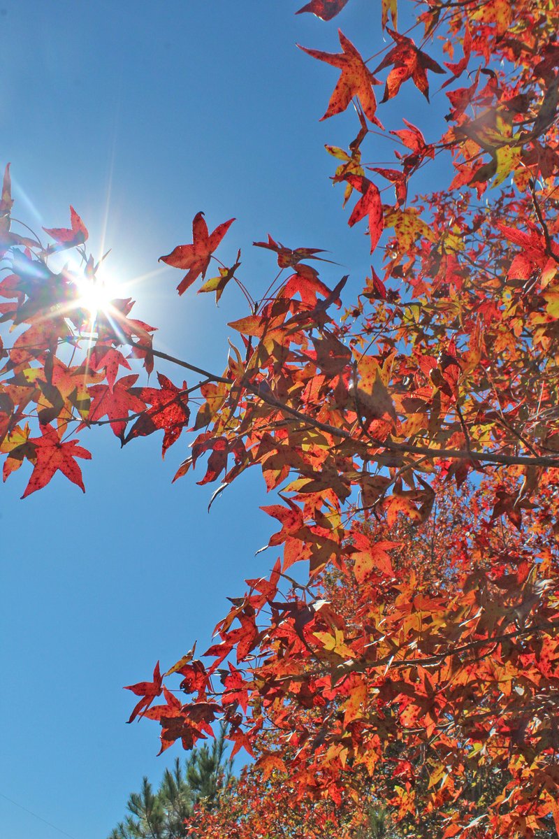 JosephHill3794's tweet photo. Autumn Sunlight☀️🍁
Photo By: Joseph Hill🙂📸☀️🍁
#Sunlight #autumnsunlight #Autumn #autumntree #tree #leaves #autumnleaves #autumncolors #colorful #beautiful #peaceful #nature #bluesky #daylight #sunnyday #daytime #afternoon #autumnvibes #autumnphotography #VassNC #October https://t.co/efrlPPUz6S