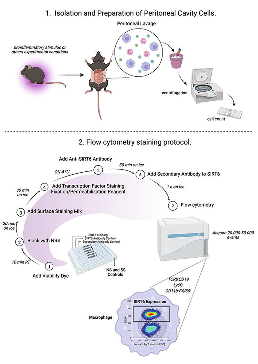 bioprotocolbyte's tweet photo. Check out today's #immunology protocol:
Flow cytometry analysis of SIRT6 Expression in Peritoneal Macrophages
👉https://t.co/FBgFBX52RG

By Valentina Pérez-Torrado @jrduarte87 Carlos Escande @BresqueMariana from @IPMontevideo https://t.co/JOBMxTTzR3