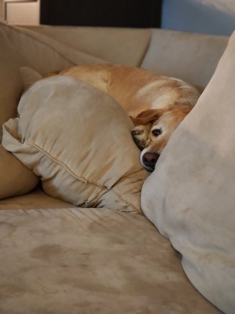 fairfieldet's tweet photo. @DaveVescio Donate to Danny &amp; Ron's Rescue as they saved our good boy Bodhi! https://t.co/920DVHb7Up