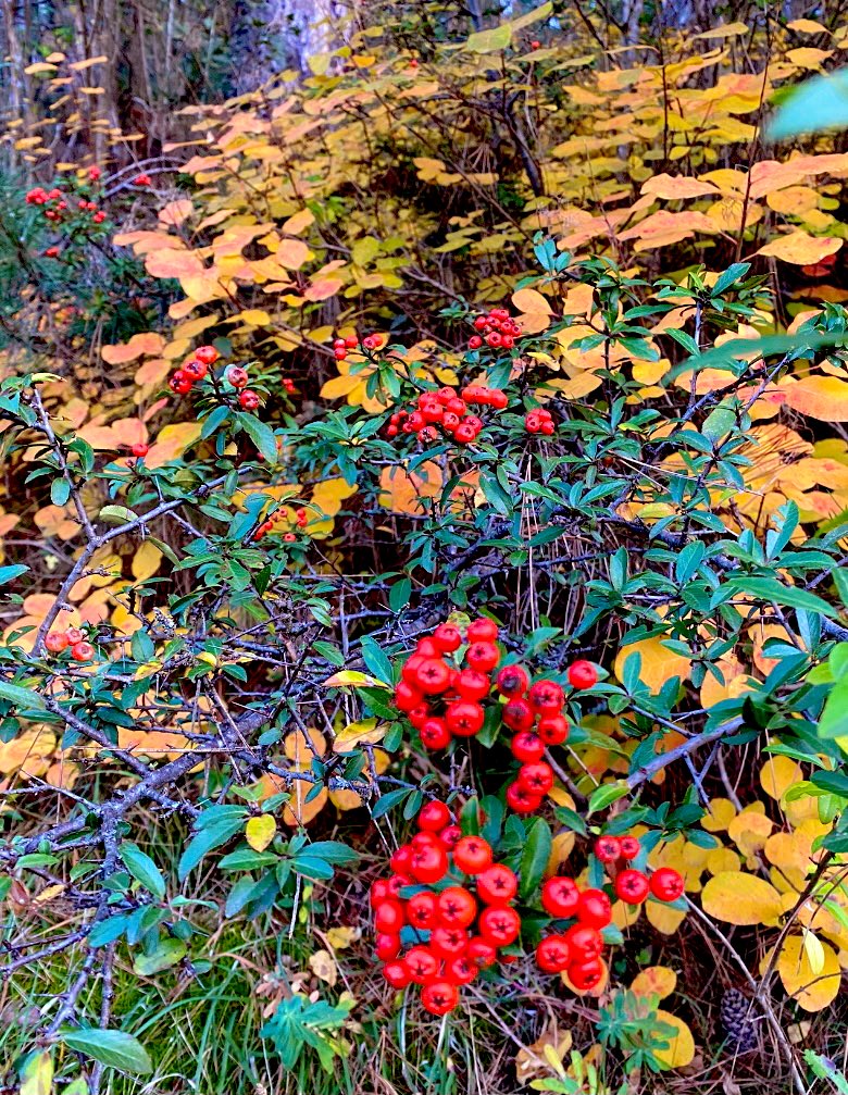 Kim demiş geçti mevsim..
Bütün kış dallarında tomurcuklar var..
#Kastamonu 
#teşrin