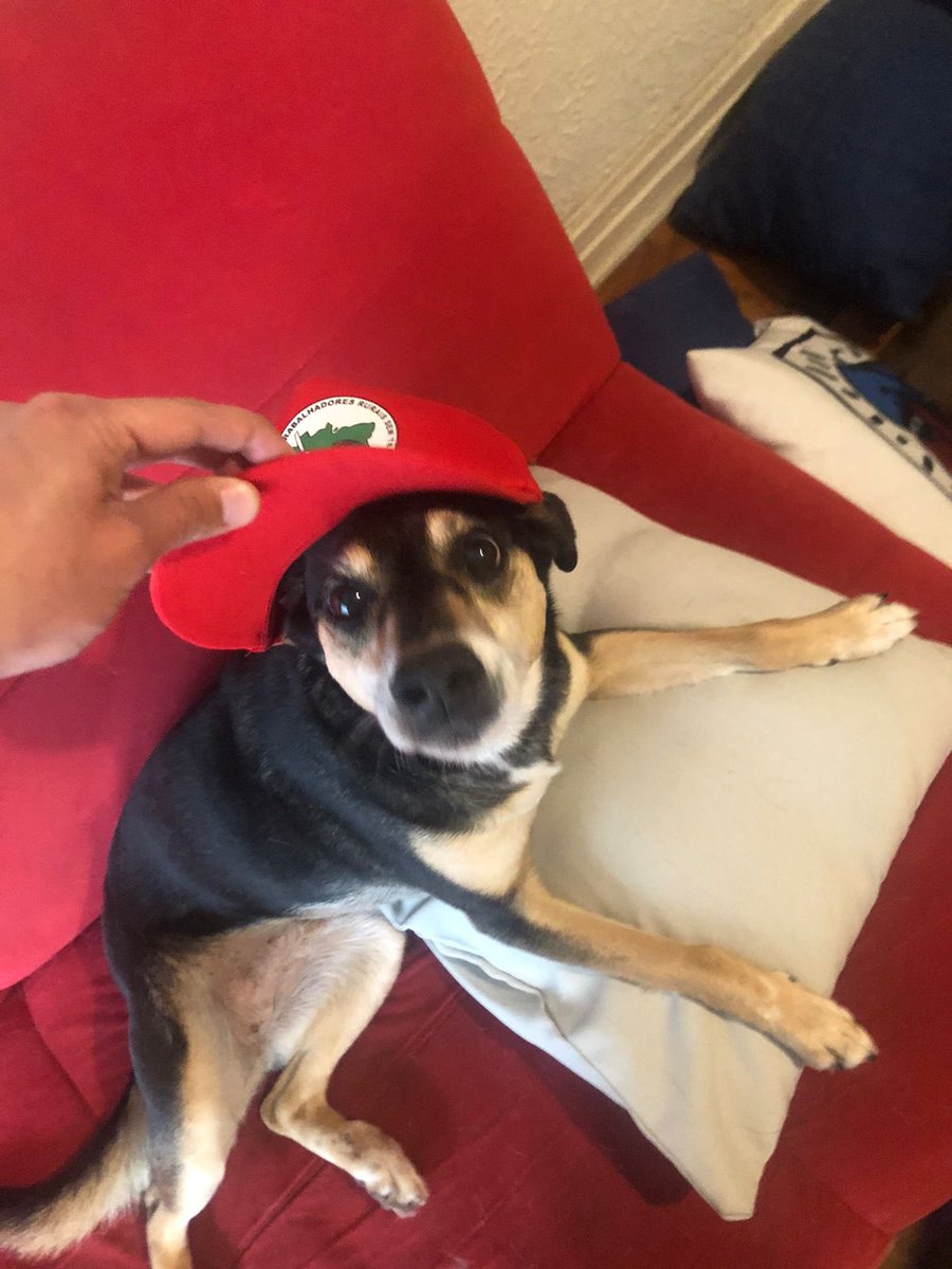 victor11sp's tweet photo. @PauloVieiraReal O bom que o nome dela já é Lula! #PetsComLula @EnricoStievano @PauloVieiraReal https://t.co/vVFrcuyeq8