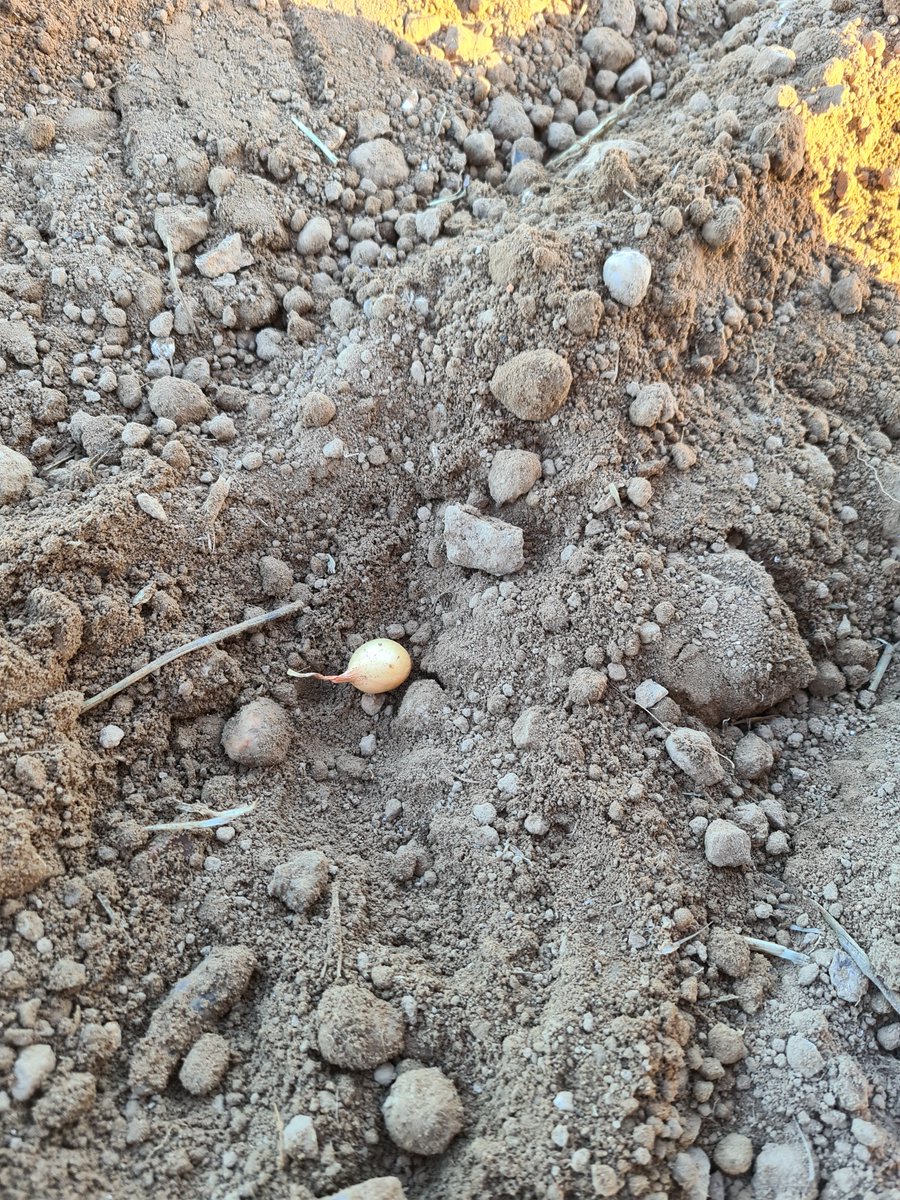 stourgarden's tweet photo. Ready, Sets, Grow 🧅
The first lot of onion sets went into the ground today! Grow well little ones! https://t.co/KbnxMIXbLA