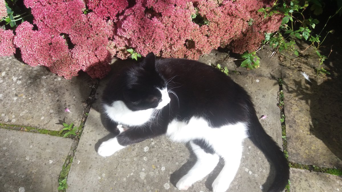 Morris is still missing. By the early hours of tomorrow it will be 7 days. I know there are far more dreadful things happening than a much loved cat disappearing but he means so much to me. Please check, re-check anywhere a frightened cat might hide or be trapped. Thank you.