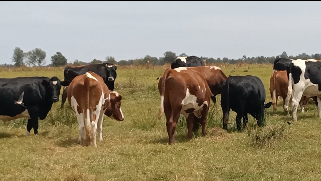 These are fattened steers weighing up to 1000 KGS.

All they got is RICH pasture &amp; ADEQUATE supplementation. 

A combination of good NUTRITION &amp; qualified VETERINARIAN can be rewarding.

Let's do it!