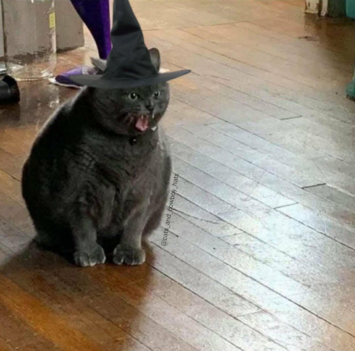 Cats And Cowboy Hats (@cowboycats) on Twitter photo 