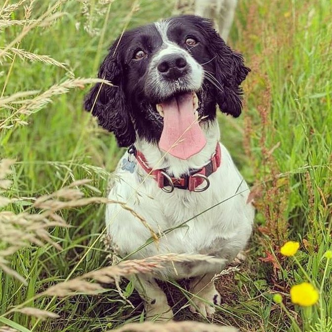 TherapyDogsUK's tweet photo. Welcome to TDN Lucy!!
Youβve got a perfect smilel! ππ€π
Lucy is a 10 year old Working Springer Spaniel (Ex millitary)!
Your love is going to be so appreciated on the visits you do!
#newrecruit #welcome #partofthefamily #springerspaniel #workingspaniel https://t.co/Xu9Kq0GtRn