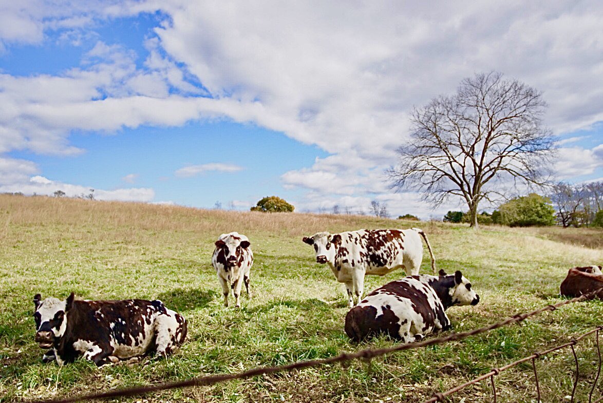 coach_kuehl's tweet photo. Weather report from the ladies…60% chance of rain today. ☀️🐄🌧 #IYKYK #farmlife #farmreport #cows #Virginia https://t.co/K8GGiqcwit