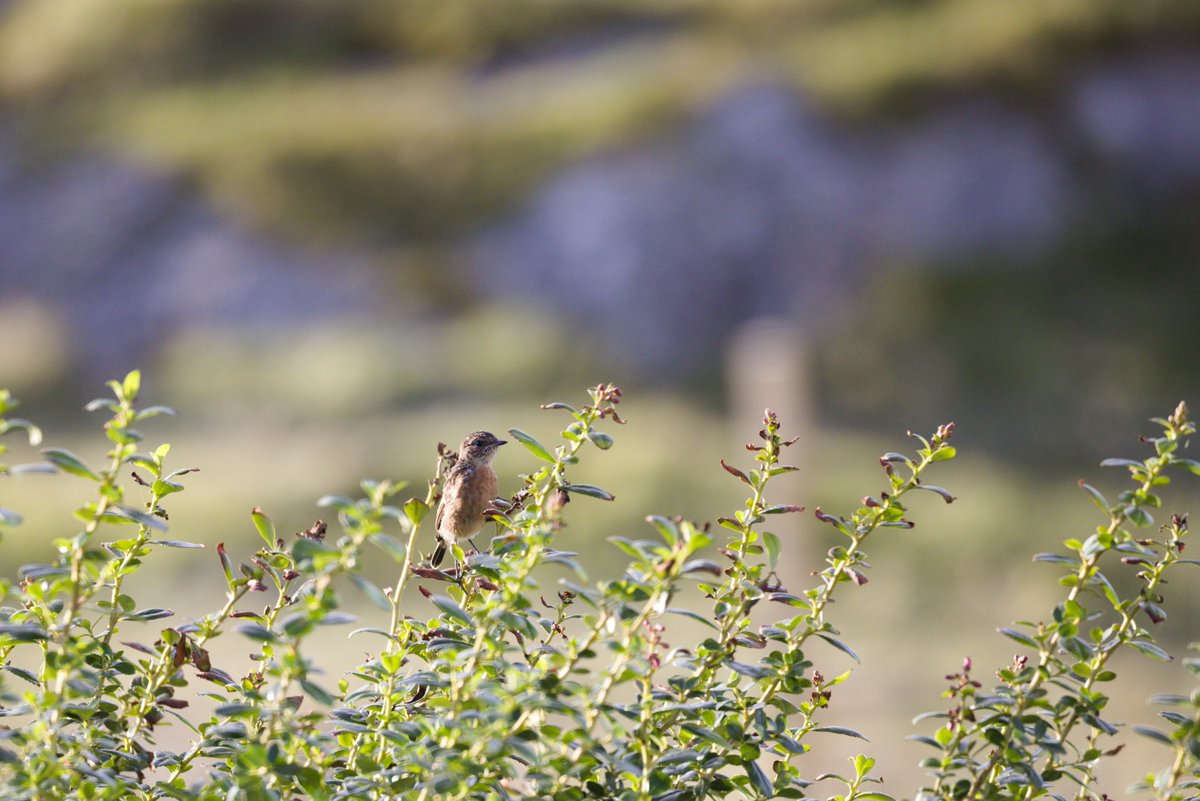 sniederb's tweet photo. Sitting at my desk pretty much all afternoon, but I took one quick break to take a picture of that stonechat sitting just outside the window. Turned out to be the exact moment a hen harrier had scheduled a fly-by.
#greatbernera #isleoflewis https://t.co/wNpbF6UpRZ