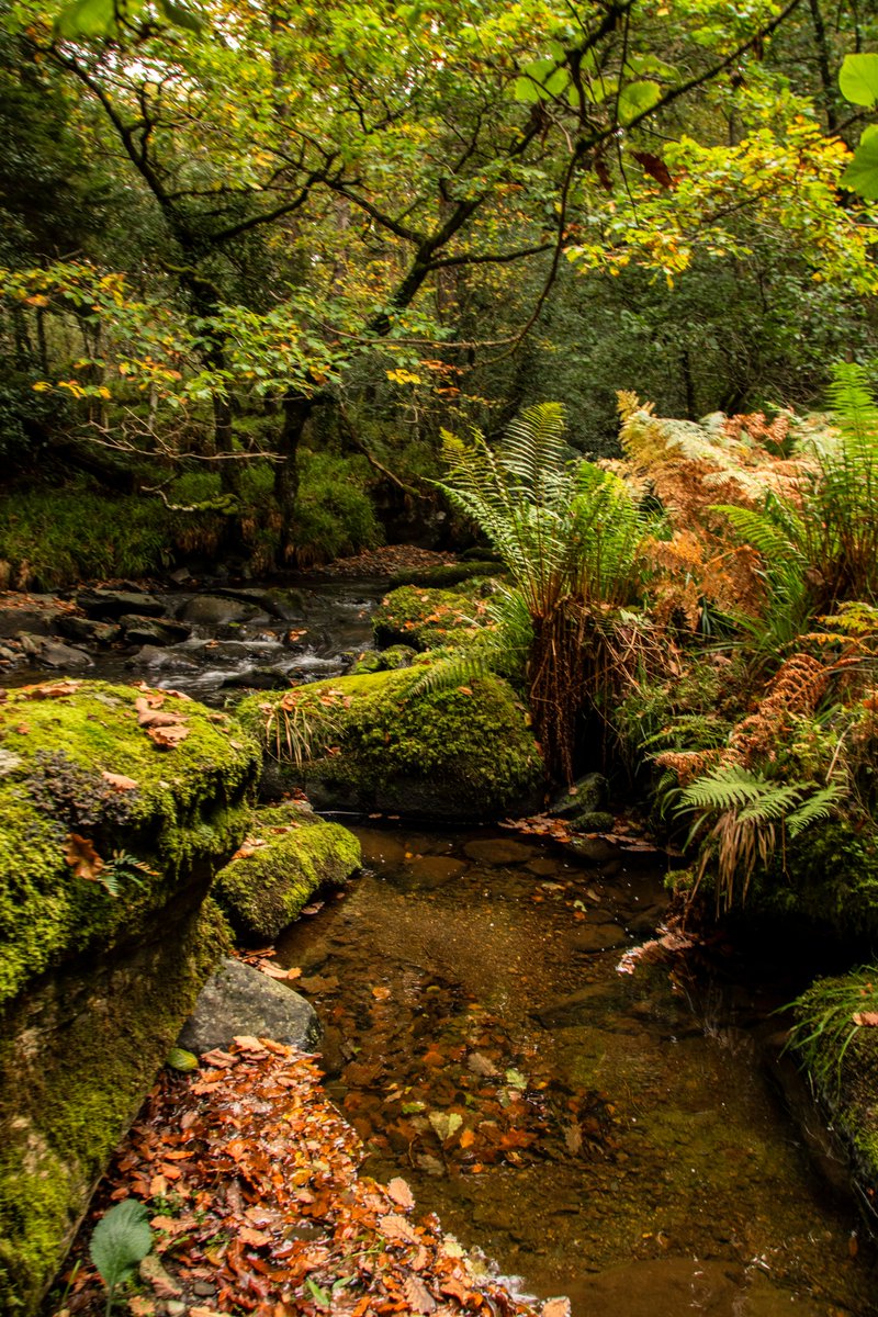 paulcdaly's tweet photo. A few more #wicklow shots #wicklowway #woodenbridge #devilsglen #laragh https://t.co/izEhUQscYV