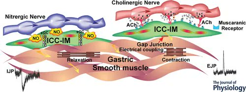 Research from @Bernard_T_Drumm, Sung Jin Hwang, Min Kyung Kim, Ju Hyeong Lyu, Sal Baker, Kent Sanders and Sean Ward (of @unrmed) supports serial innervation of ICC-IM in excitatory and inhibitory neuroeffector transmission in the proximal stomach. 📜buff.ly/3CFTyGM