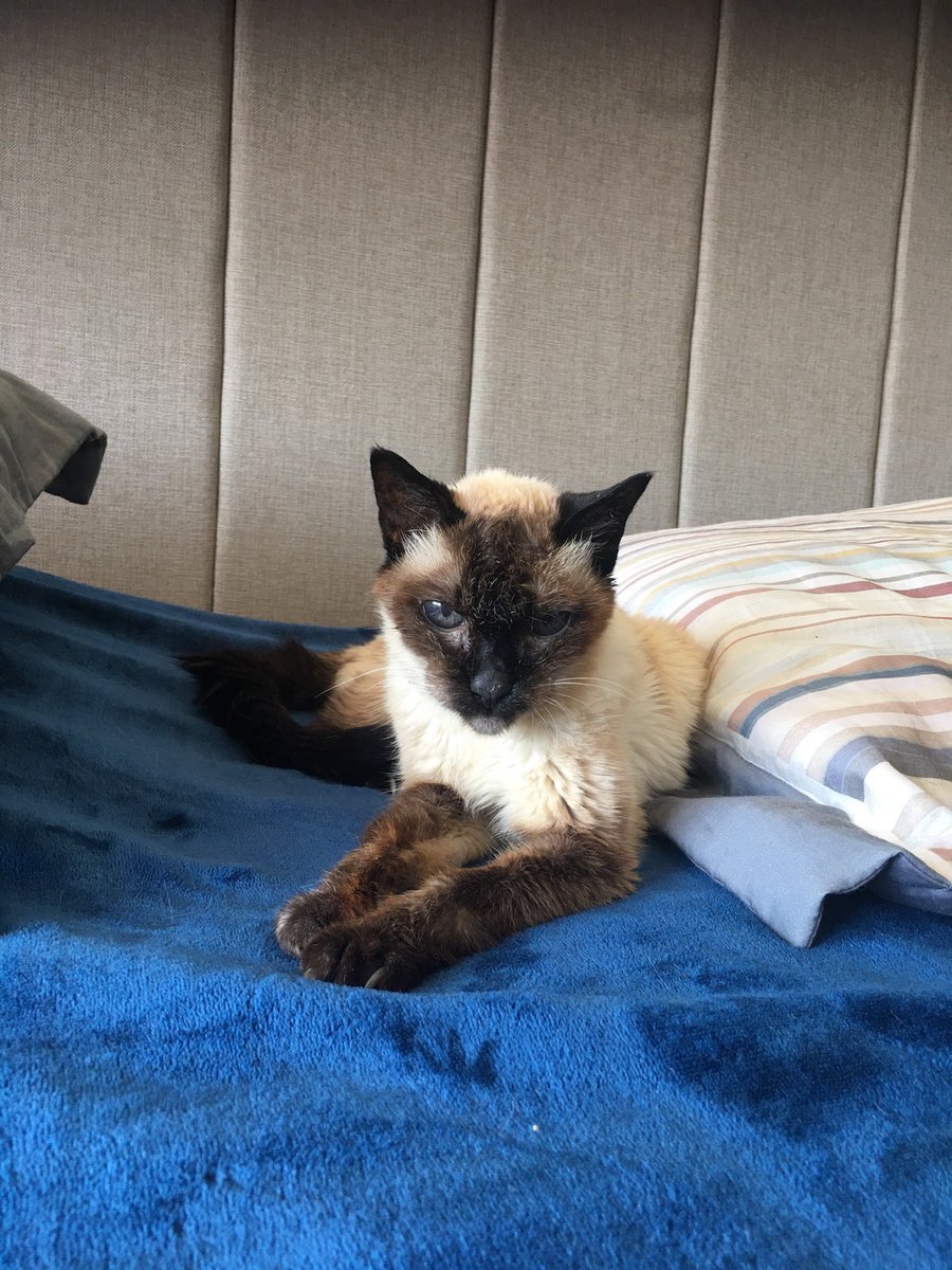 vhtechio's tweet photo. Os dias serão mais tristes agora, não é ⁦@andreufla⁩ ?
Foram 23 anos de muita fofura e companheirismo.
R.I.P. Fufa. 🐱💜🌷 https://t.co/yzFMdPmt9x
