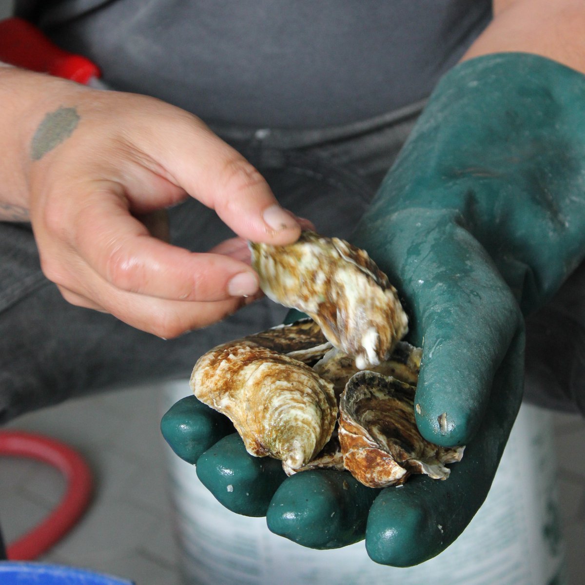 Indianladderfarmsciderybrewery tweet media