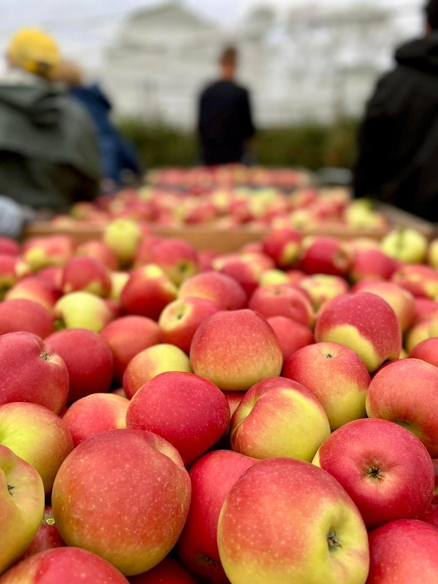 bjvanwestreenen's tweet photo. Betuwse Kanzi appels. Super heerlijk en prachtig van kleur en vrucht grootte. https://t.co/B8RBPkKEiD