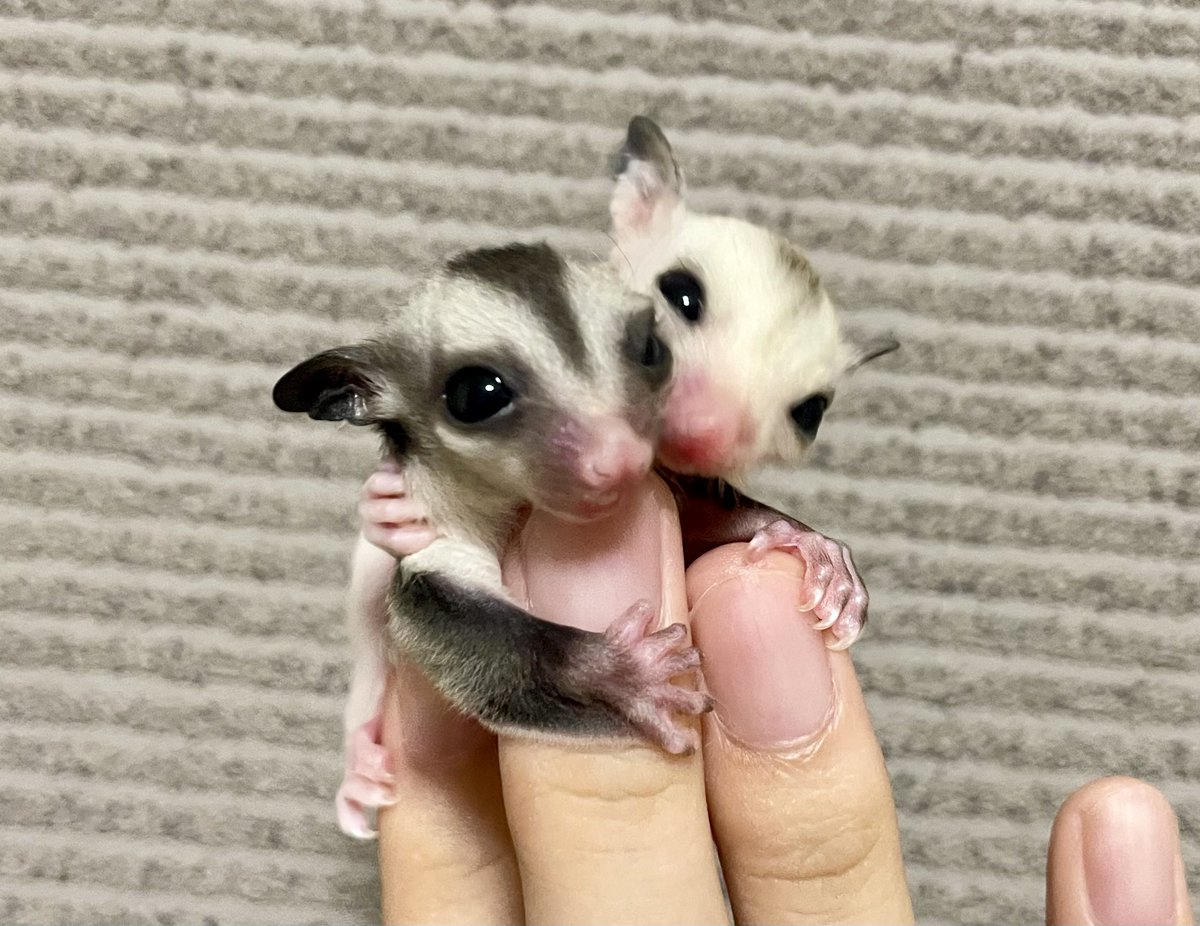 #sugarglider #フクロモモンガ
 #Petaurusbreviceps  #flyingphalanger