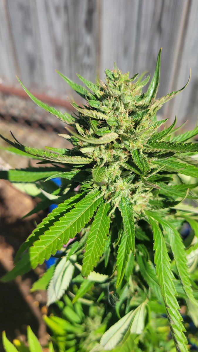 RobertM23202170's tweet photo. Peach 🍑 OG she's beautiful https://t.co/DRoB7DHAni