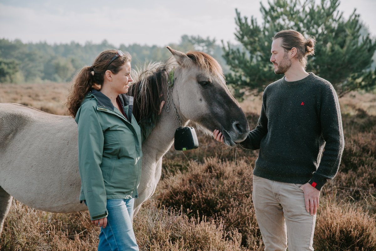 Last week we went out in the field to promote the Virtual fencing project that <a href="/KUL_LT/">LivestockTechnology</a> has been working on. Great to see how technology can contribute to the the harmony between nature, agriculture and recreation! 🌿🐴 <a href="/KU_Leuven/">KU Leuven</a>

The pictures turned out great! 📷<a href="/svenvangestel/">sven van gestel</a>