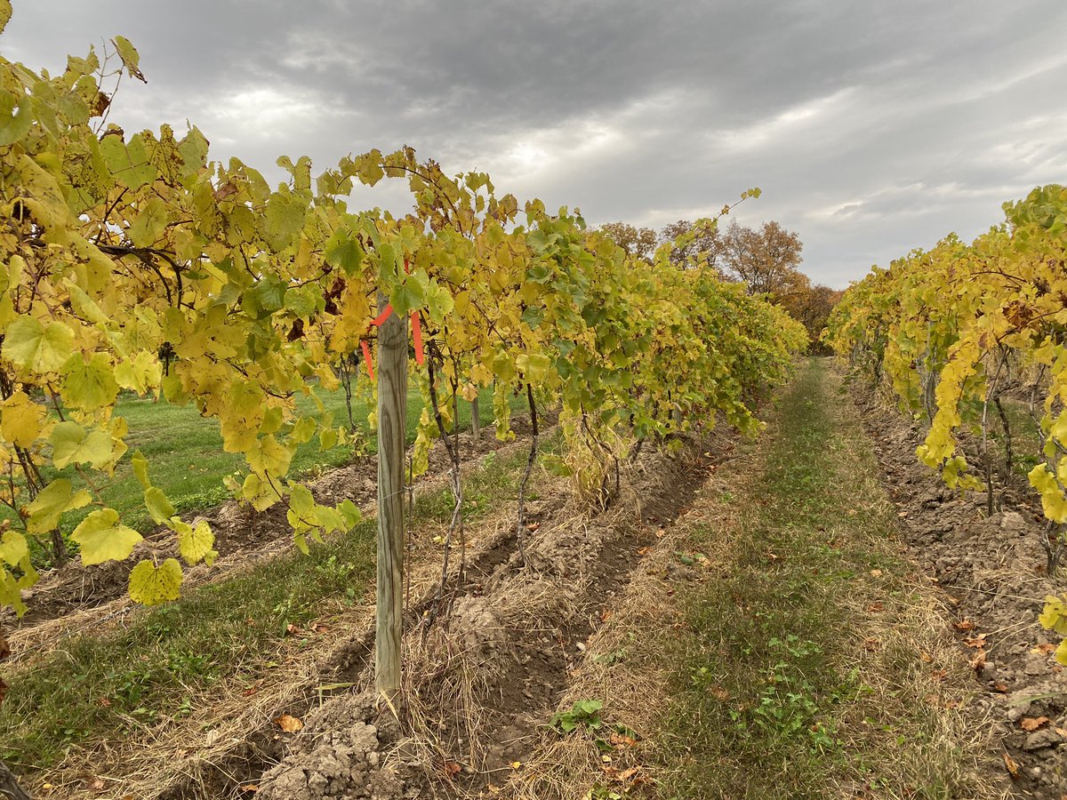 Jason P. Londo🏳️‍🌈🍇🍎shiversherlock.bsky.social tweet media