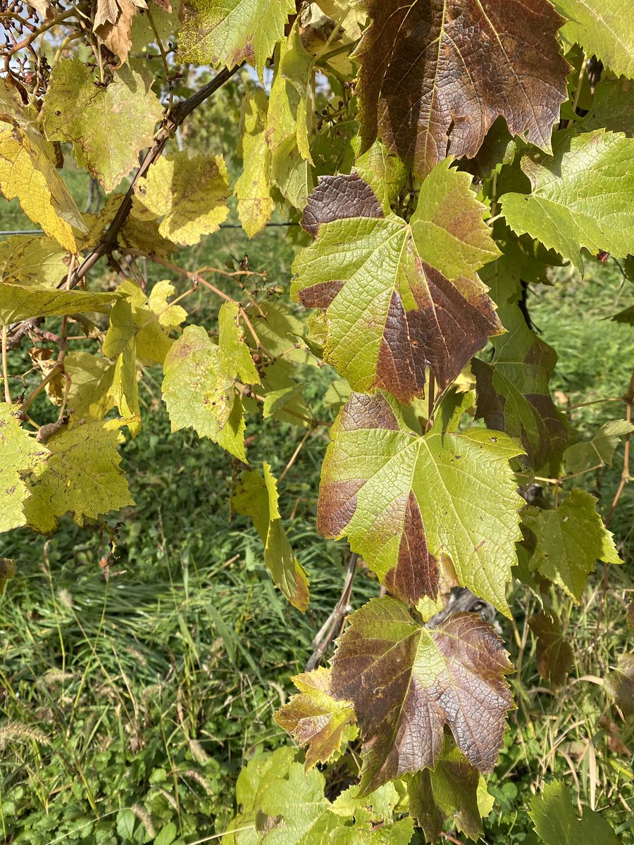 Jason P. Londo🏳️‍🌈🍇🍎shiversherlock.bsky.social tweet media