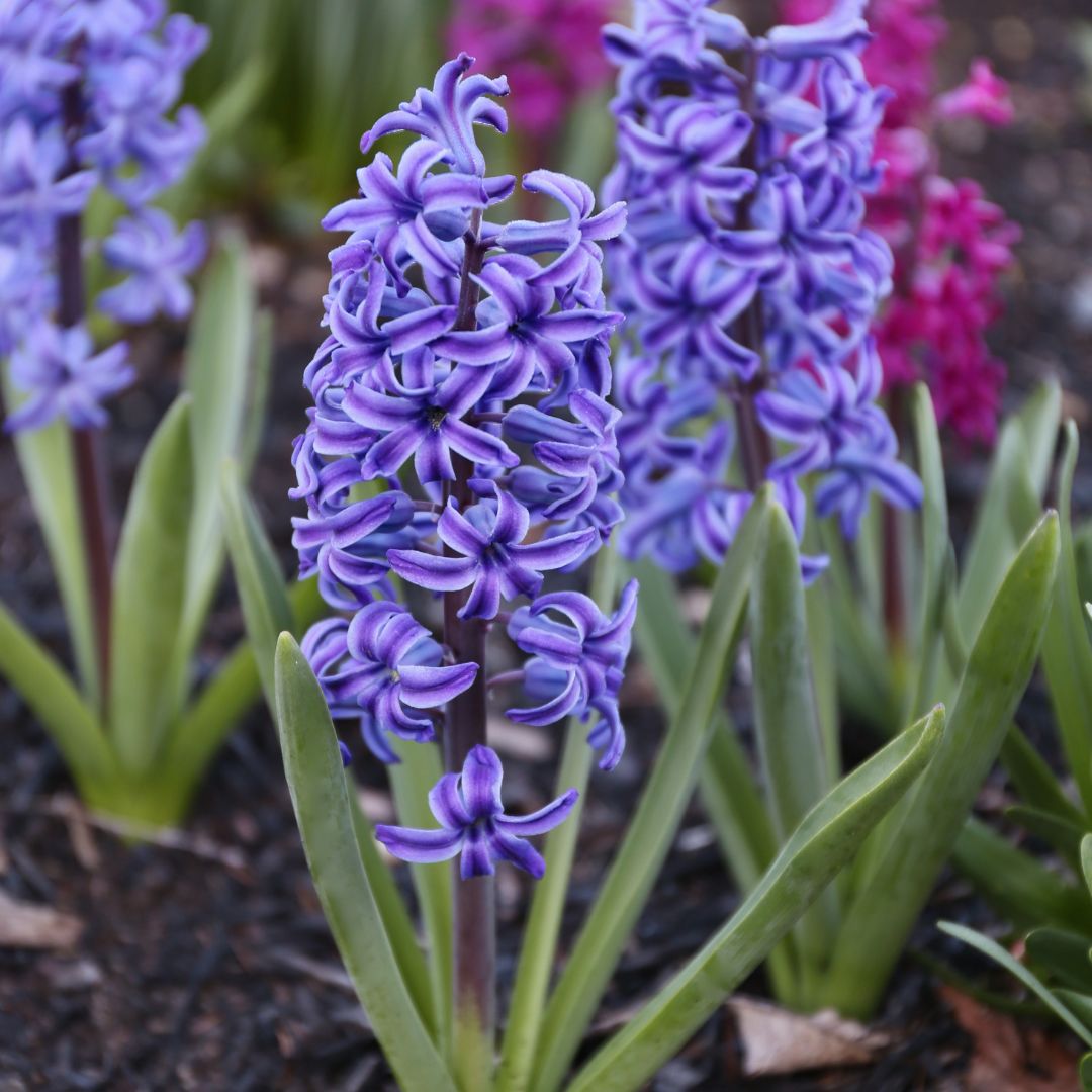 One of the great blues of the flower world. These award-winning hyacinths display big columns of royal blue florets with crisp white edges. Plant them near the front of your flowerbeds where you can enjoy their wonderful fragrance. Blue Jacket is also a good variety for forcing.