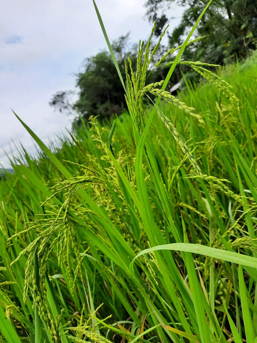 prasenjit_assam's tweet photo. কাতিগাছা  |  কাতিবিহুৰ ওলগ ।

কঙালীৰ এই আলোকে সুগম কৰক ভোগালীমুখী যাত্ৰা।❤ https://t.co/d8MajJqq2u