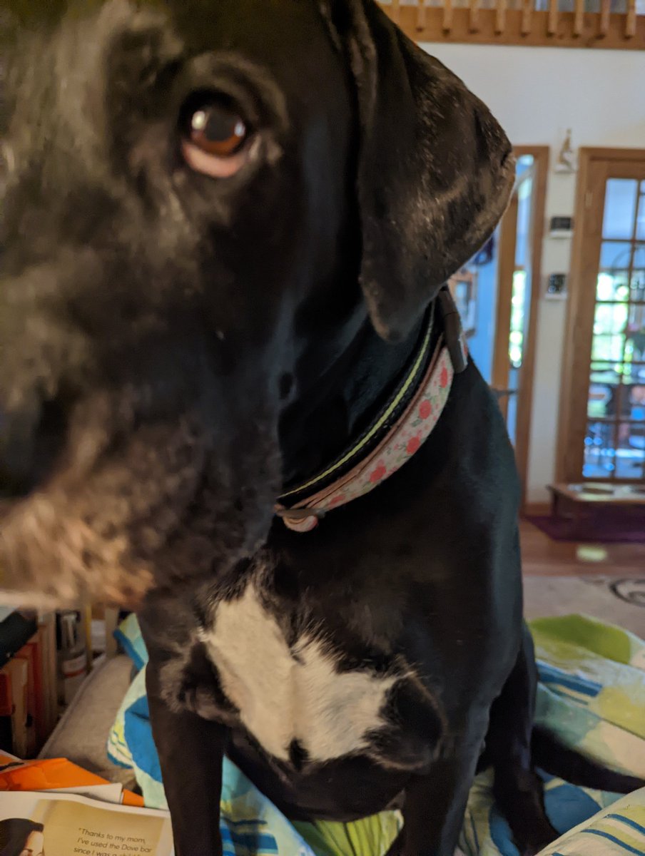 Not_Supermom's tweet photo. @HillaryMonahan A Molly for you https://t.co/T8C1jj8JUG