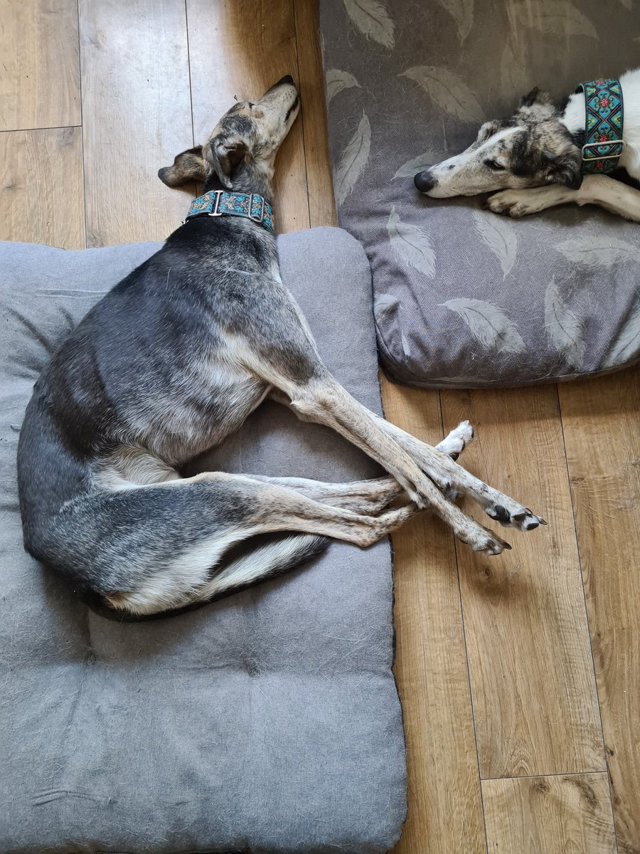 Canine geometry... #lurcherlife #AdoptDontShop