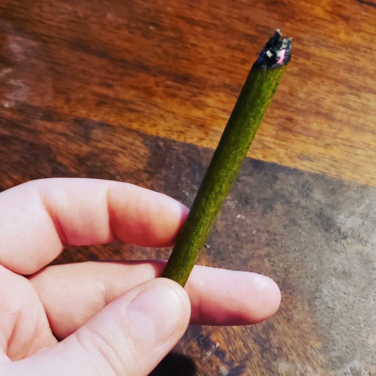 StonerBra420's tweet photo. You've been passed the green joint of prosperity 💚💰💰💚

Retweet to keep the rotation going 👽💨 https://t.co/h97EumBFws