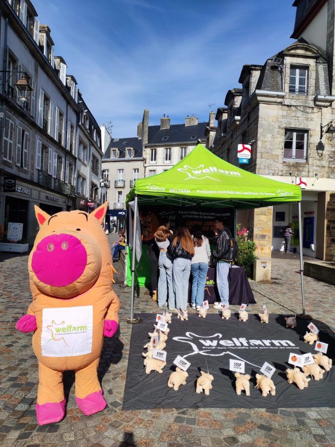 Welfarm's tweet photo. 🙏🏻 Merci #Rennes et merci #Quimper pour votre accueil !

Encore et encore, nous constatons lors de nos échanges à quel point l’arrêt de la castration des porcelets est une demande forte des citoyens et des citoyennes.
Faisons bouger les lignes !

#StopCastration 🐷💢 https://t.co/rv4i5HGLbc
