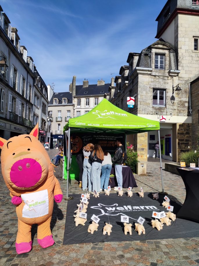 Welfarm's tweet photo. 🙏🏻 Merci #Rennes et merci #Quimper pour votre accueil !

Encore et encore, nous constatons lors de nos échanges à quel point l’arrêt de la castration des porcelets est une demande forte des citoyens et des citoyennes.
Faisons bouger les lignes !

#StopCastration 🐷💢 https://t.co/rv4i5HGLbc
