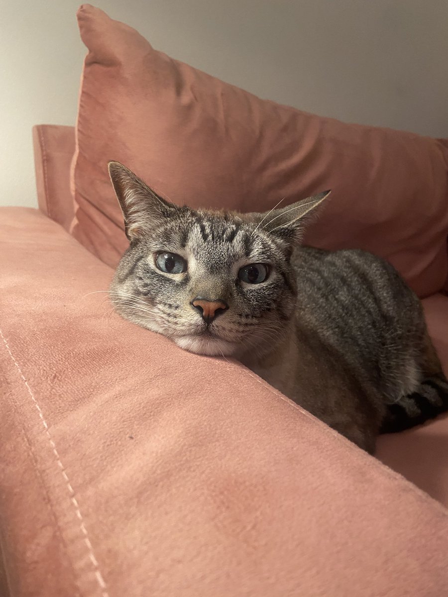 Ziggy the Kitty tweet media