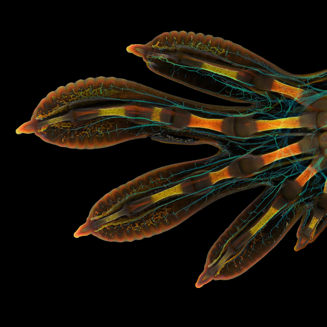 EMSDIASUM's tweet photo. Nikon has announced the winners of its annual Small World Photomicrography Competition. Image credit: Grigorii Timin et al. Check out the top 20 here: https://t.co/NxqFn7buaT

#EMShasit #histology #fluorescence #microscope #microscopy #microtomy #photography #imaging #TEM #SEM https://t.co/tzBcJsYRfQ