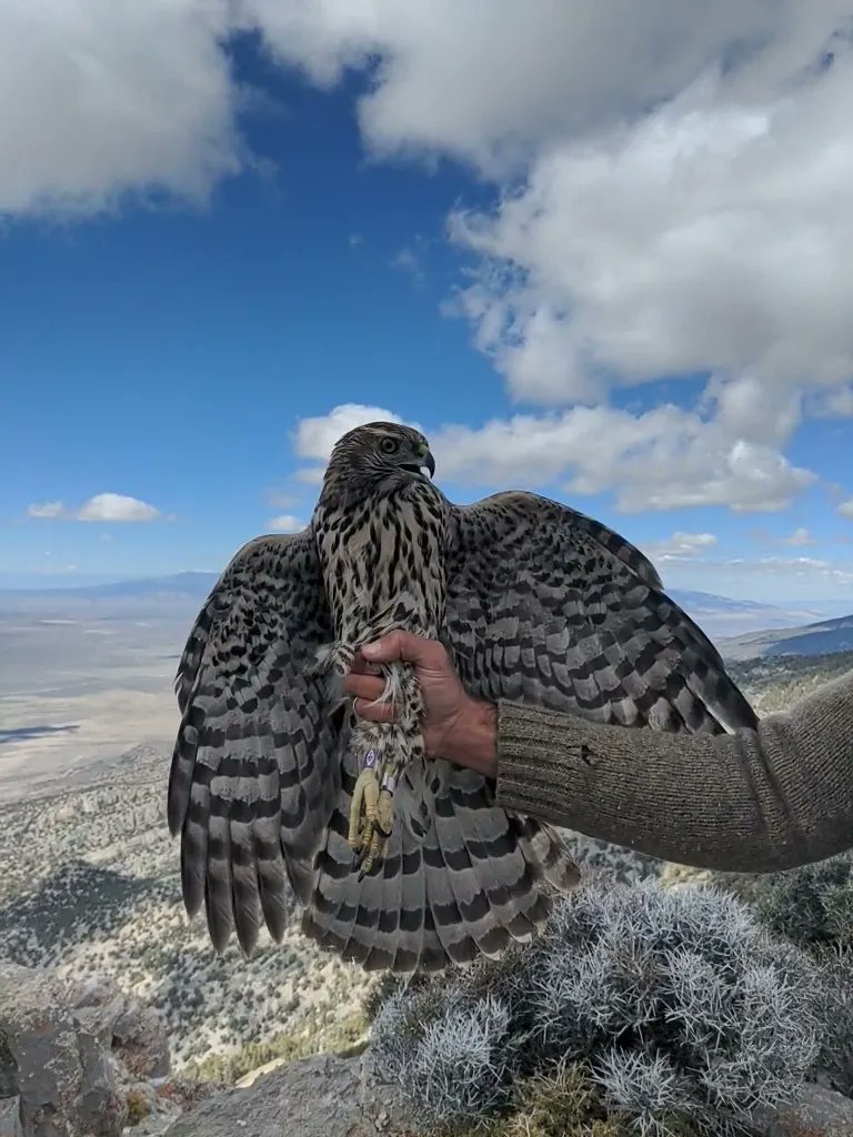 On 10/1 our Goshute Mountains HawkWatch recaptured a Northern Goshawk banded on 6/26/22 as a nestling by Rob Miller in the Raft River Mountains, UT! Keep up with the Goshute Crew on our Friends of Goshute Mountains HawkWatch FB page: facebook.com/groups/goshute…

📸: Kirsti Carr