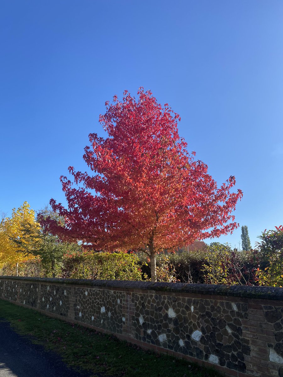 CTC_Sally's tweet photo. Tell me you’re a horticulturist without telling me you’re a horticulturist #hadtostopmycar #beautiful #liquidamber https://t.co/slOecrbUbr