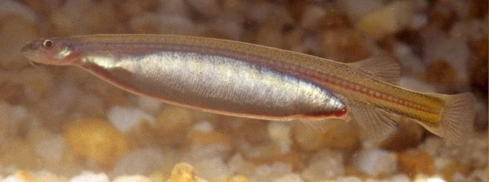 Anoplogaster_'s tweet photo. The Candiru is today’s #FreakyFish!
Vandellia cirrhosa is a parasitic trichomycterid catfish that attaches itself to major gill blood vessels to feed on blood from the poor host 🩸
It’s also been rumored that these fishes can swim up a human urethra 😳
📷 Ivan Sazima https://t.co/K0lWkTq7gI